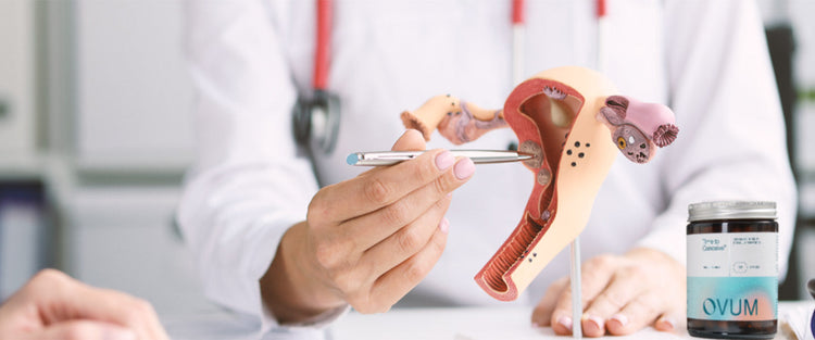 doctor with a replica female anatomy