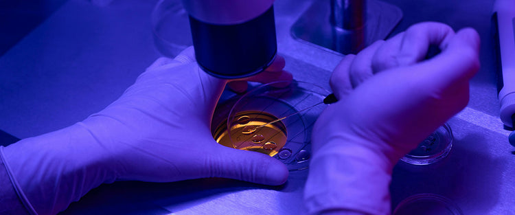 ivf embryo under a microscope