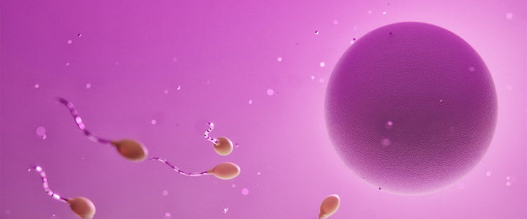 sperm fertilising an egg